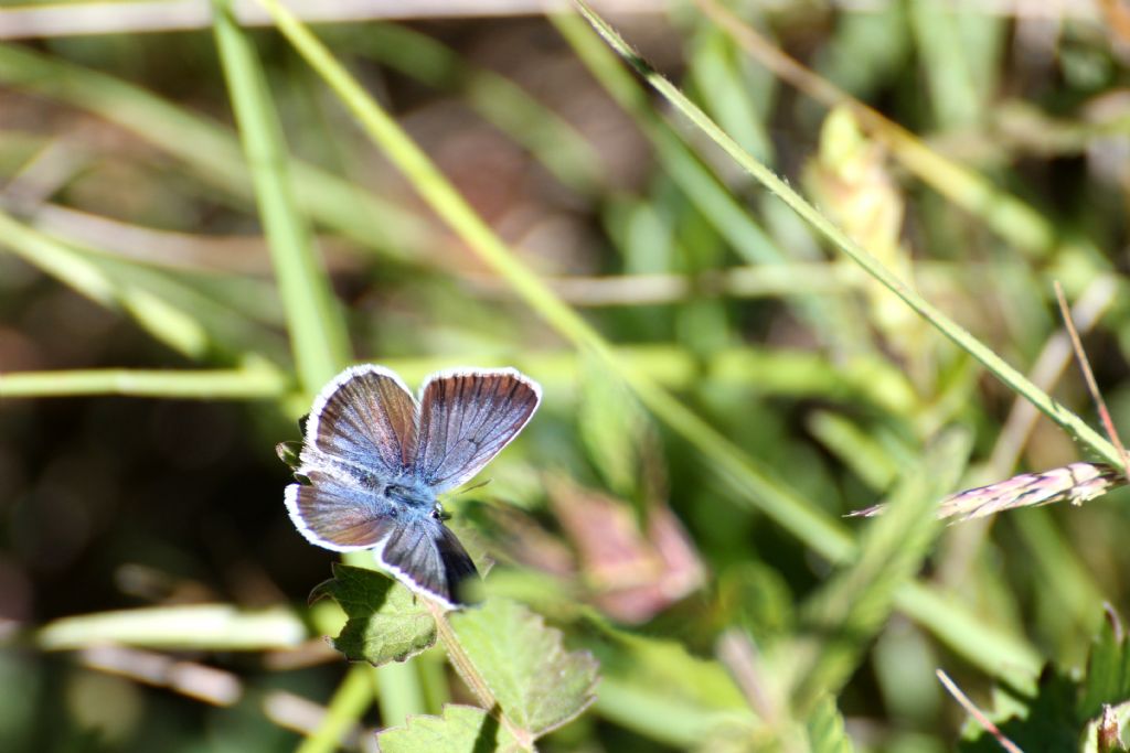 Polyommatus amandus? - No, Plebejus argus